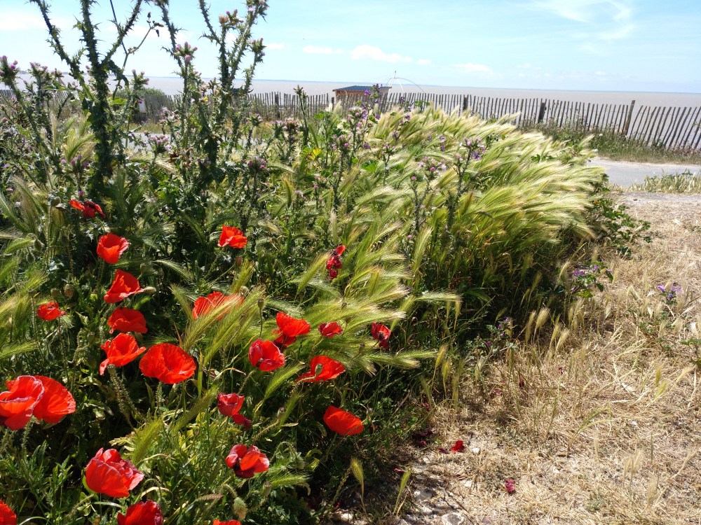 IMG_20190530_144108_380